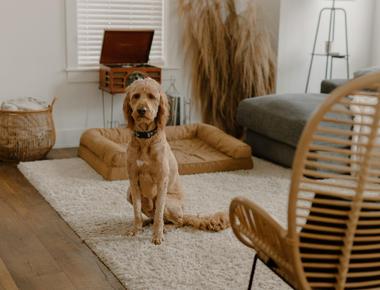 Neutering & Spaying: Top 8 Tips for a Fast Recovery