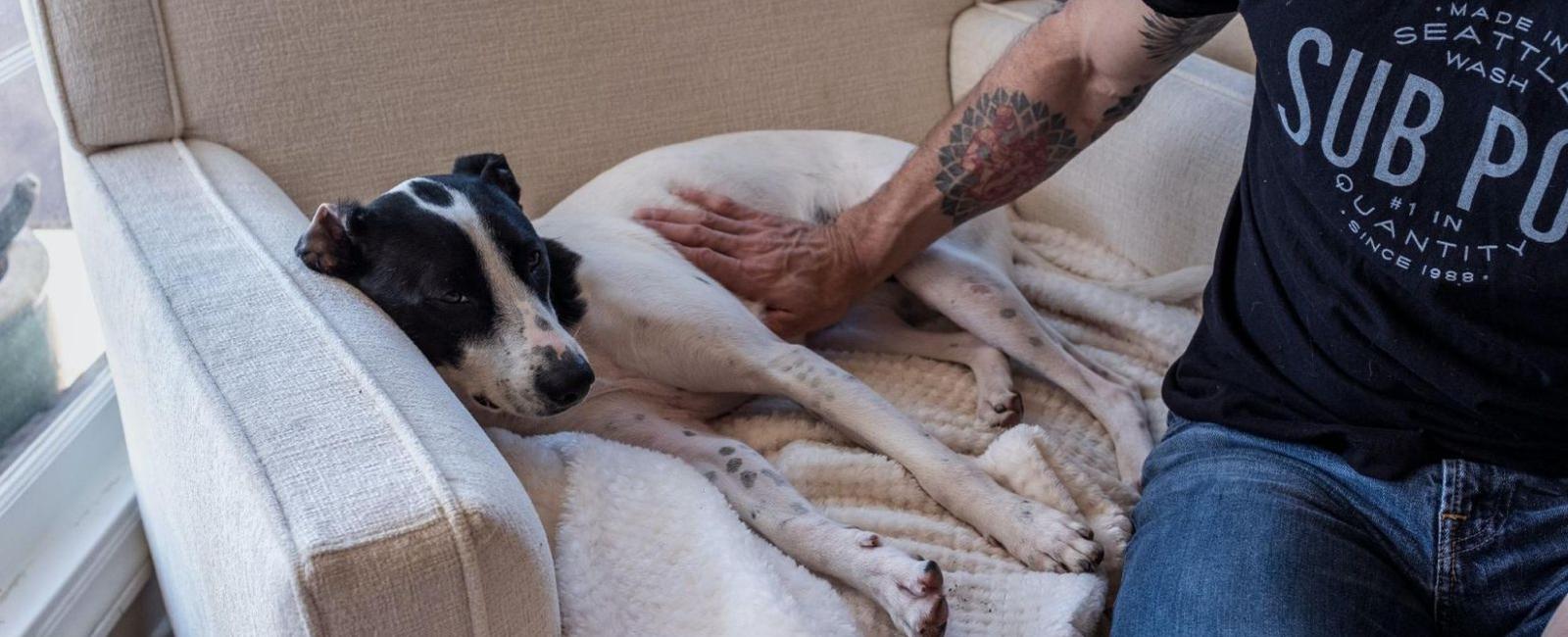 Dog Always Sits Behind You? Here's Why Woof & Beyond