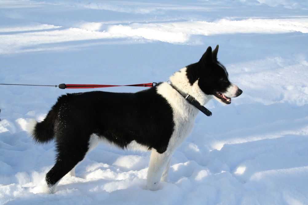 A Karelian Bear-Dog.
