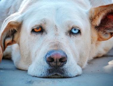 Collar Confusion: Understanding Your Dog's Sadness When Their Collar Comes Off