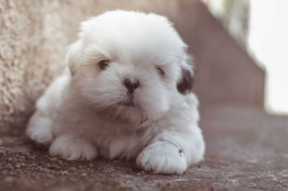 puppy1