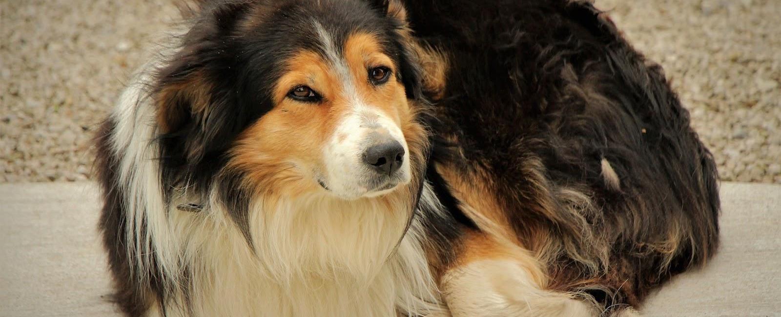 4 Reasons Why Dogs Curl Their Front Paw Under When Lying Down Woof