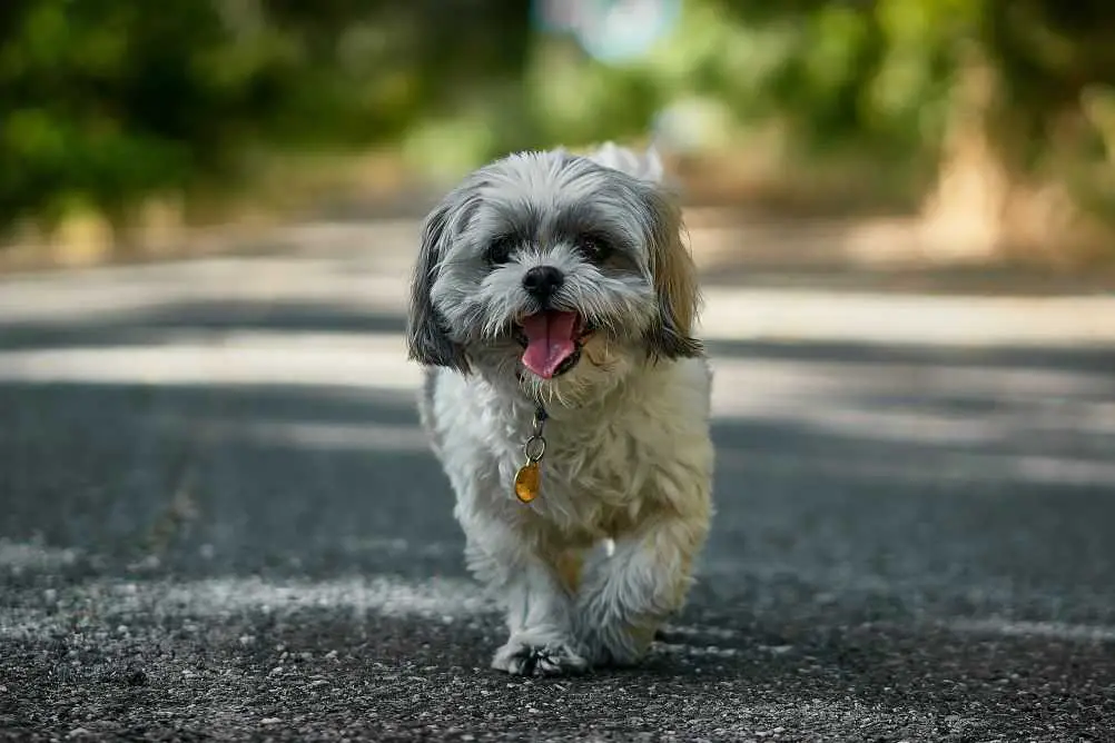 A Shih Tzu