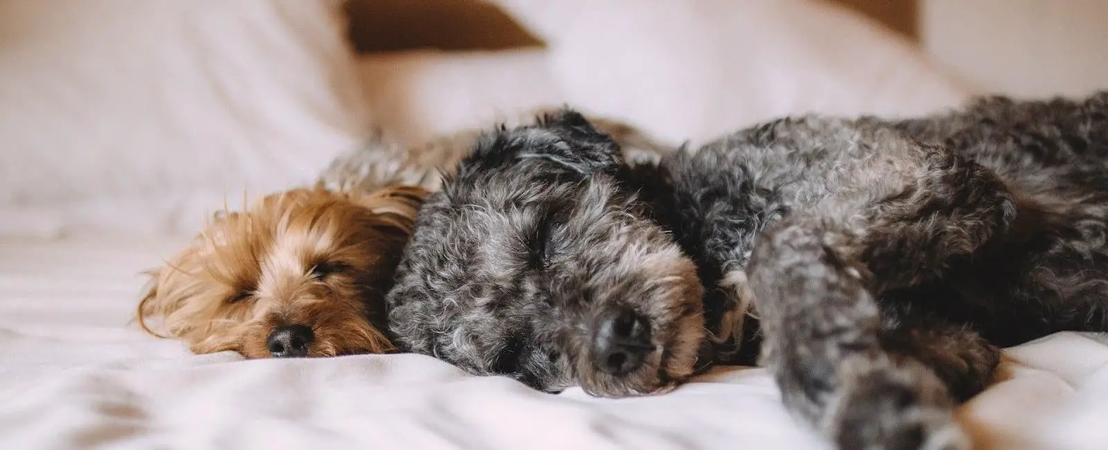 Dog Wants to Sleep with You All of a Sudden? Here's Why