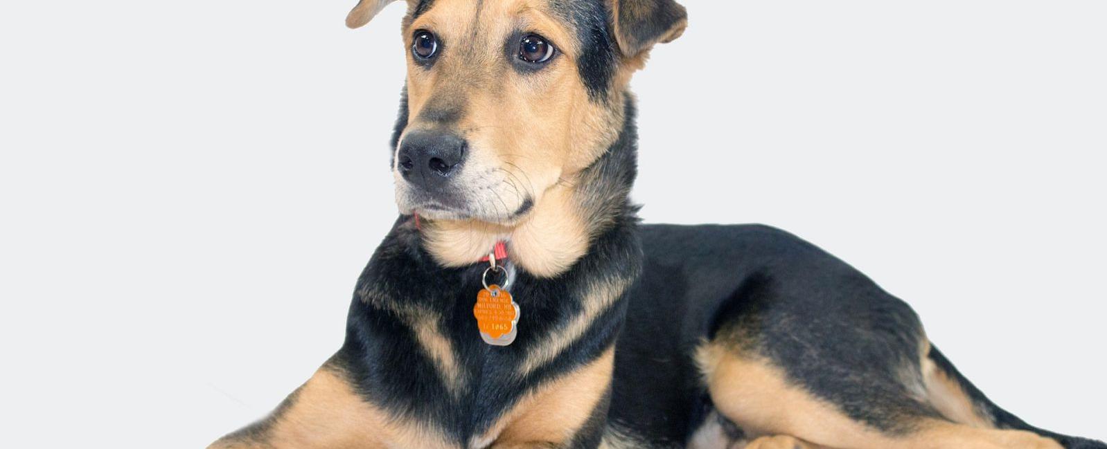 When Do Puppies' Ears Stand Up? Woof & Beyond