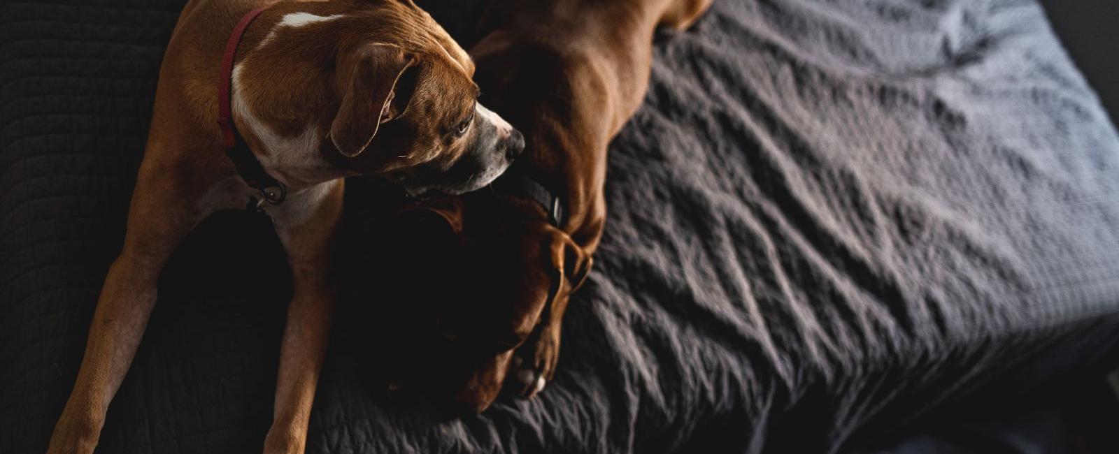 Why Do Dogs Get Stuck? Understanding the Copulatory Tie Woof & Beyond