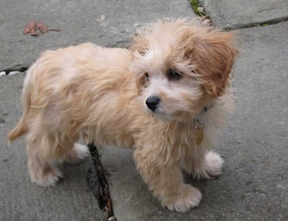 Cavalier King Charles Spaniel and Bichon Frise mix. Other names for the Cavachon are Cavalier-Bichon or Bichon-King Charles. Credit to Jayfredem (Flickr).
