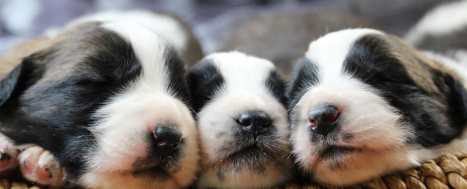 Puppy Weaning When Do Puppies Stop Drinking Milk? Woof & Beyond