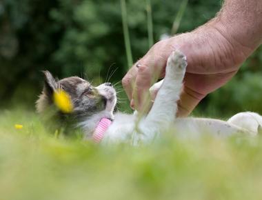 Dog Bonding: Has Your Dog Imprinted on You? Here’s How to Tell