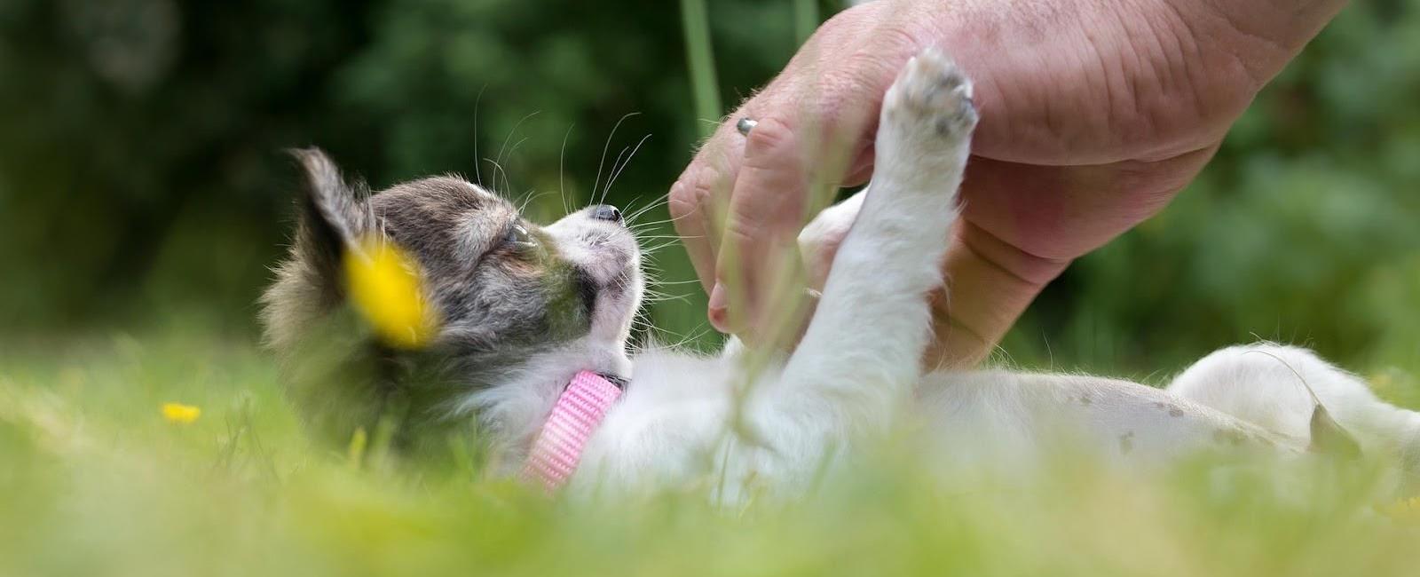 Dog Bonding: Has Your Dog Imprinted on You? Here’s How to Tell