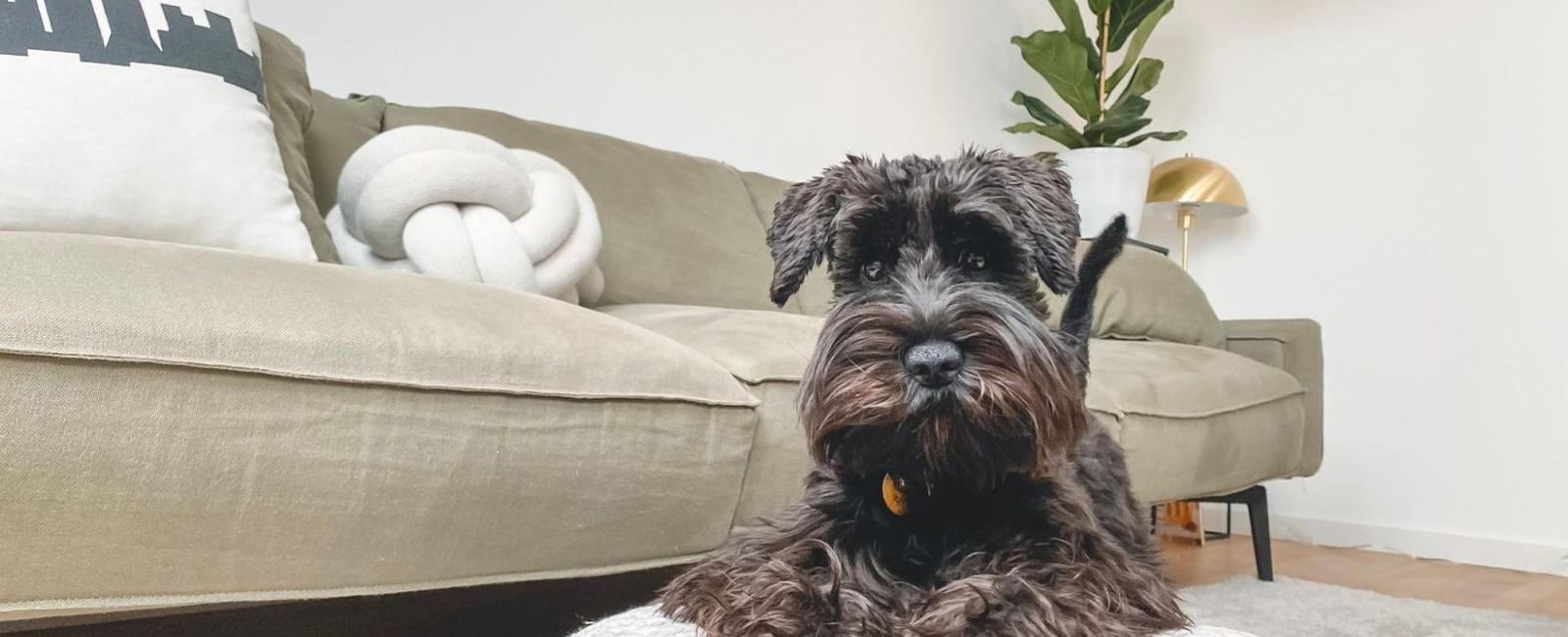 Going into Heat After Dog Pregnancy How Long Does It Take? Woof & Beyond