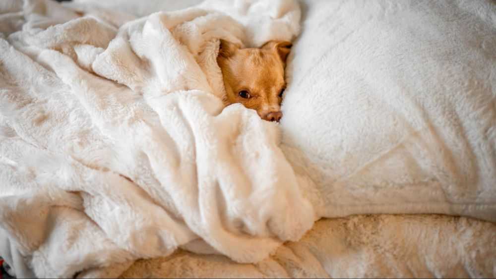 Your Dog Sleeps on Your Pillow? Here's Why Woof & Beyond
