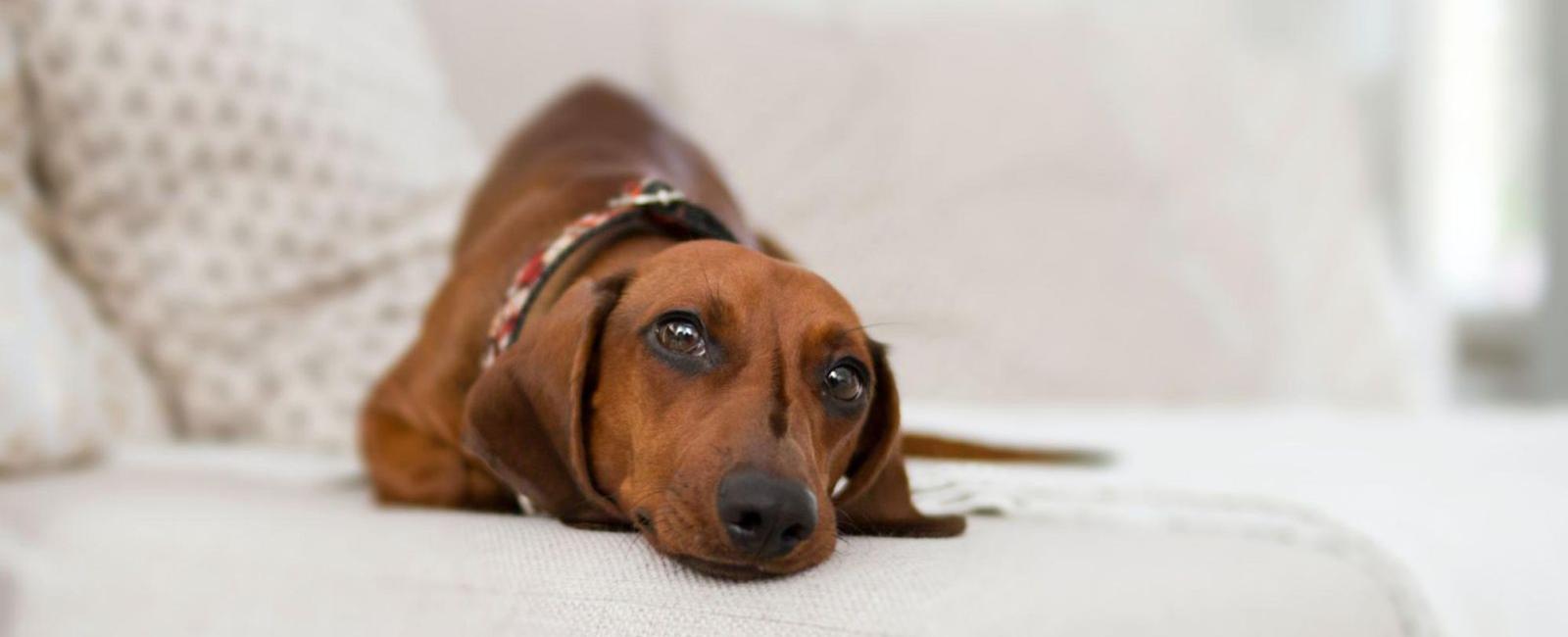 Your Dog Doesn't Bark? Here's Why Woof & Beyond