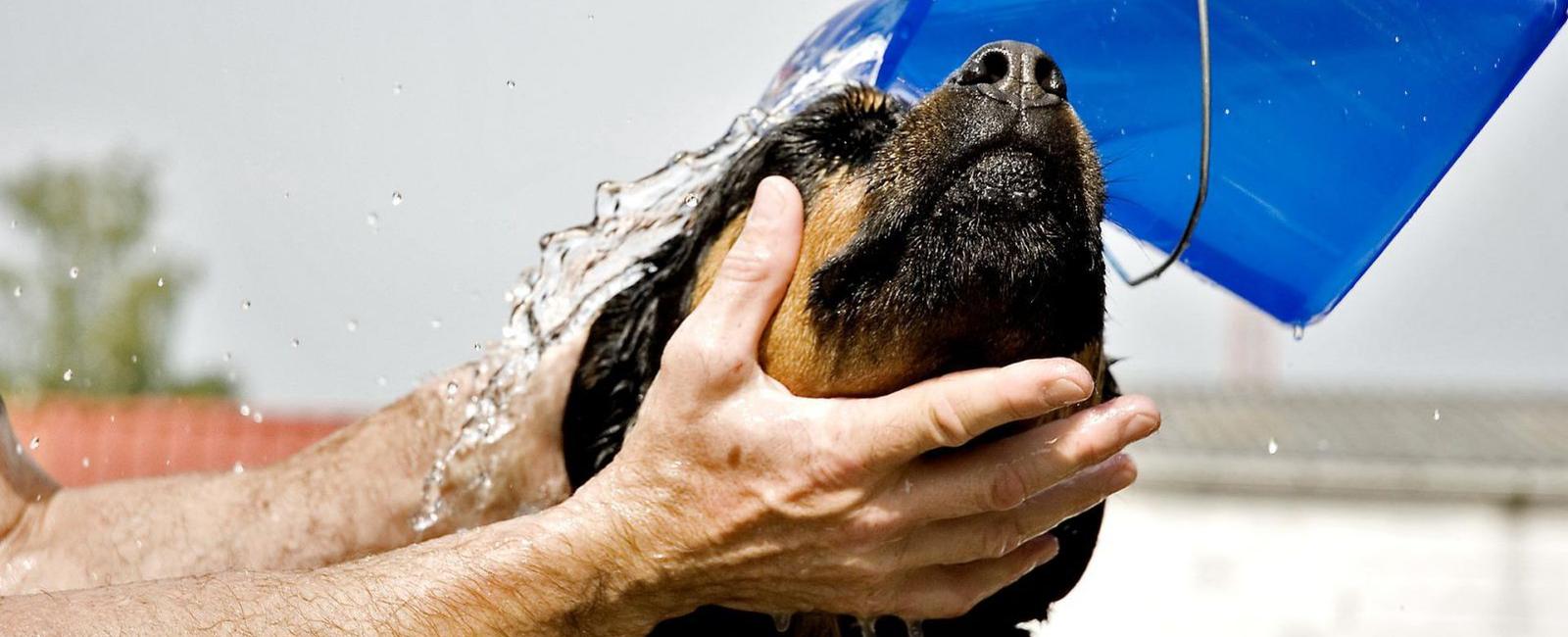 Dog Shampoo Does It Expire? Woof & Beyond