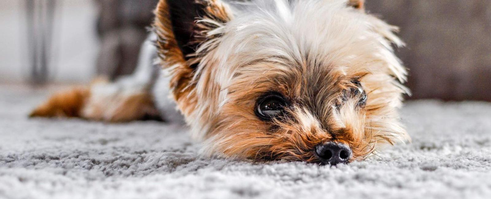 Why Is Your Dog Eating Carpet and How to Prevent It A Comprehensive