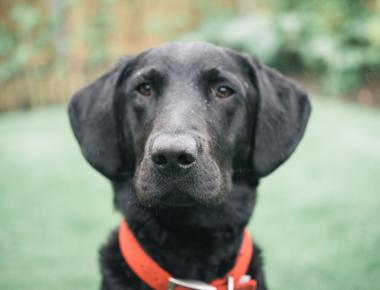 What is a Male Dog Called?