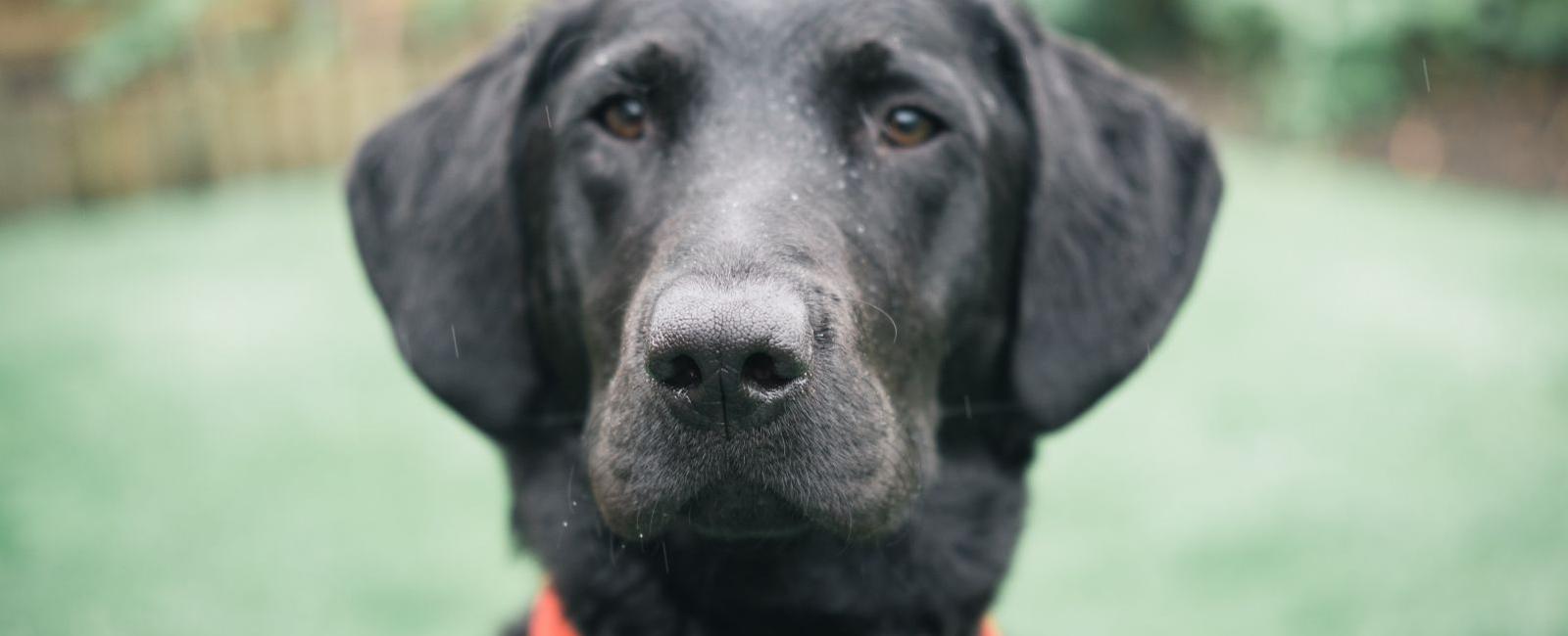 What is a Male Dog Called?