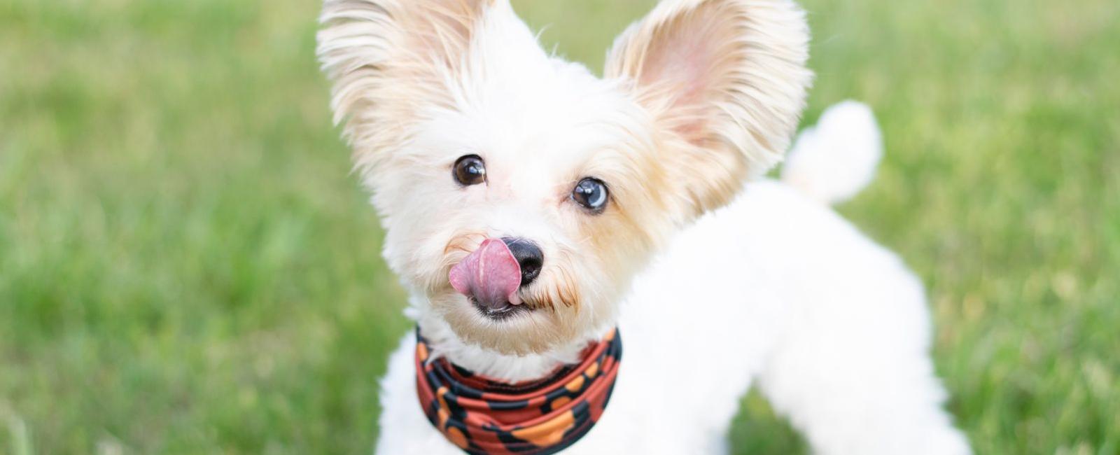 Why Do Dogs Lick Pee? Woof & Beyond