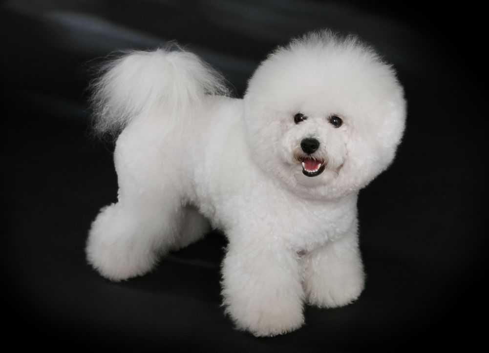 A cute Bichon Frise. Credit to Heike Andres (Wikimedia).