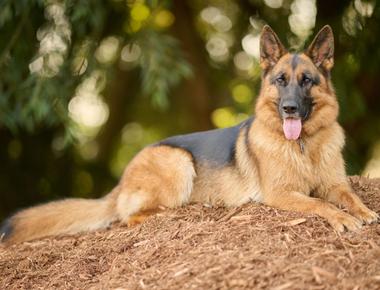 When to Neuter or Spay Your Dog: Best Age to Do It
