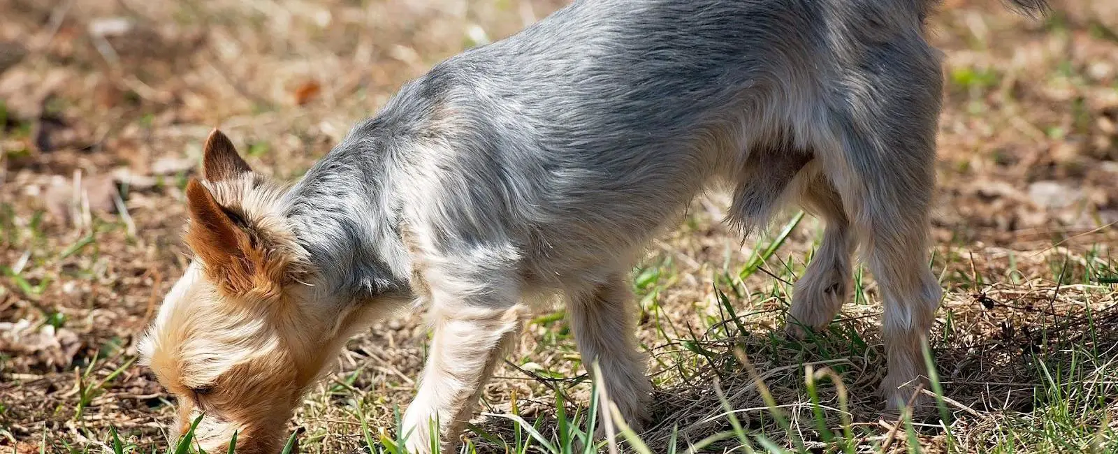 what do dogs sniff for when they poop