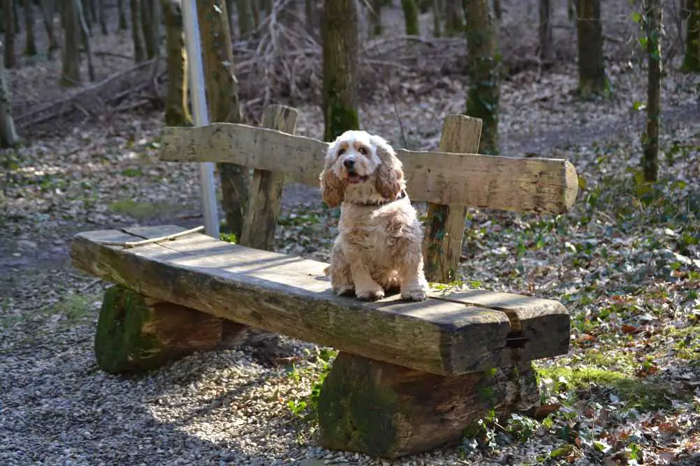 An American Cocker Spaniel, like Lady. Credit to Elf @ wikimedia.org. Licensed under CC BY-SA 3.0