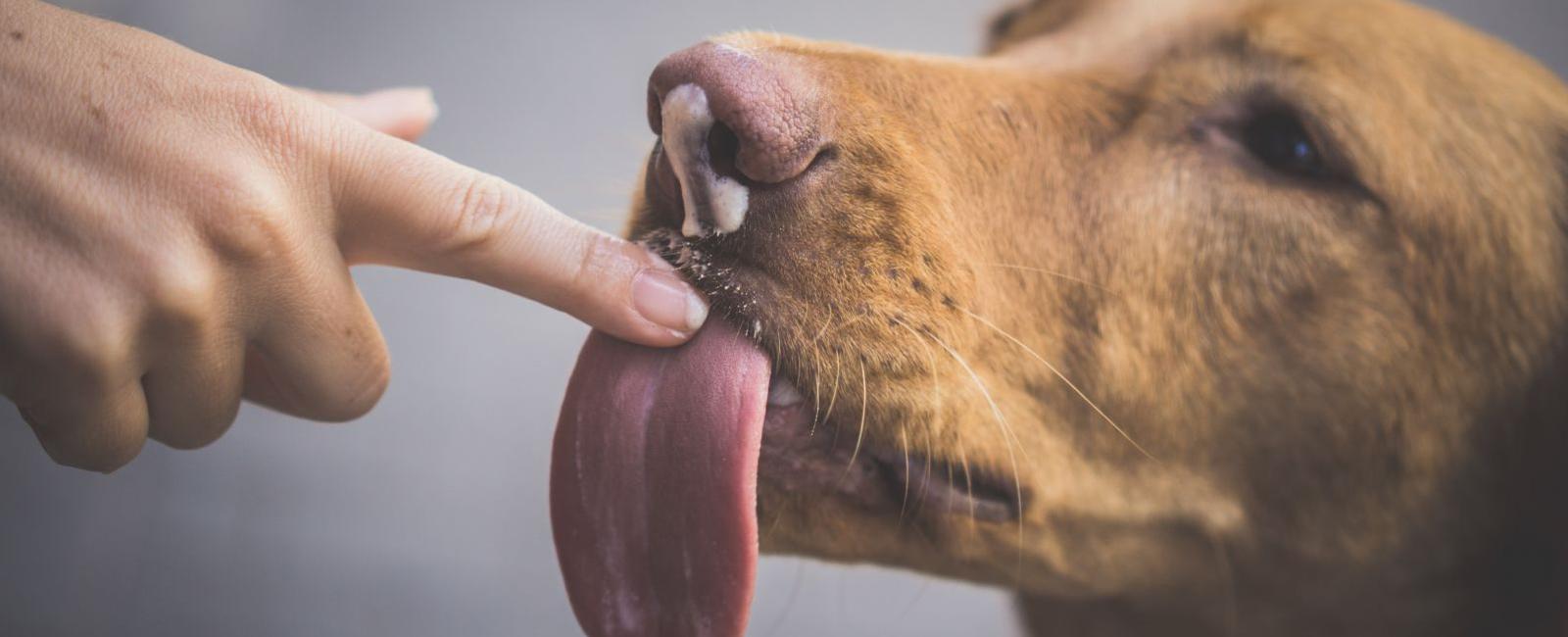 Why Does Your Dog Lick Your Underwear Woof Beyond Why Does Your Dog Lick Your Underwear Woof Beyond