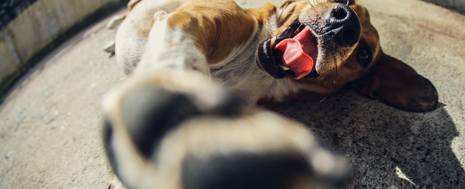 Drywall Destroyed Stop Your Dog's Drywall Chewing Frenzy Woof & Beyond