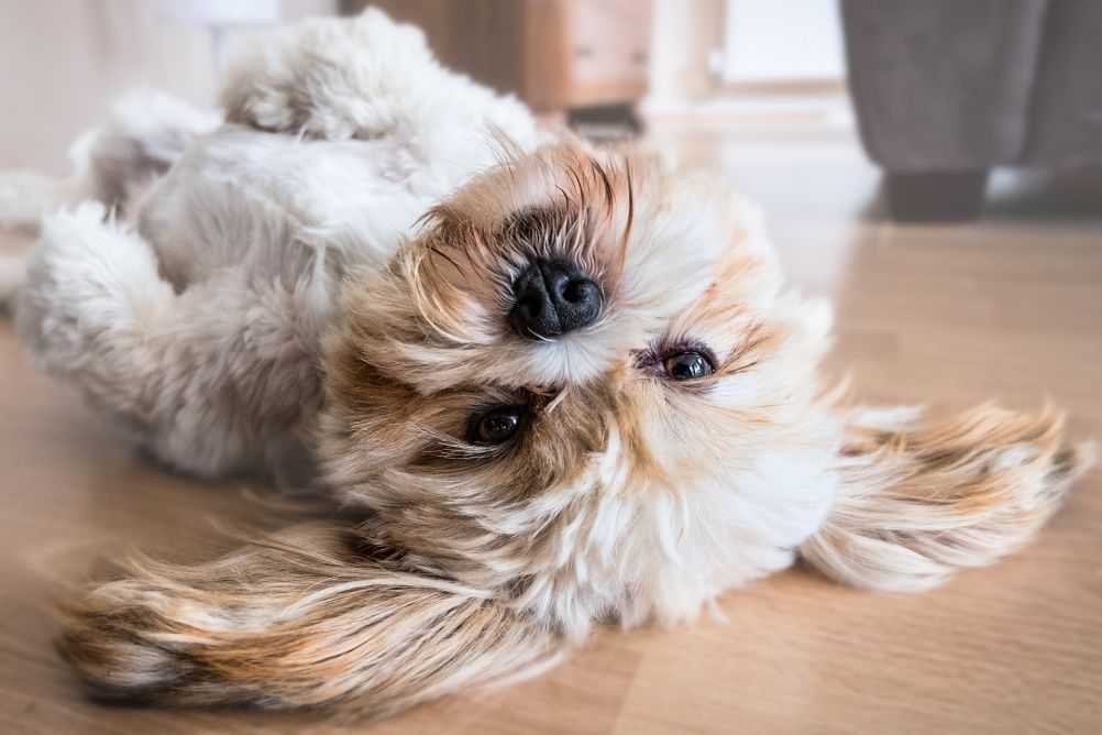 A precious Lhasa Apsos.