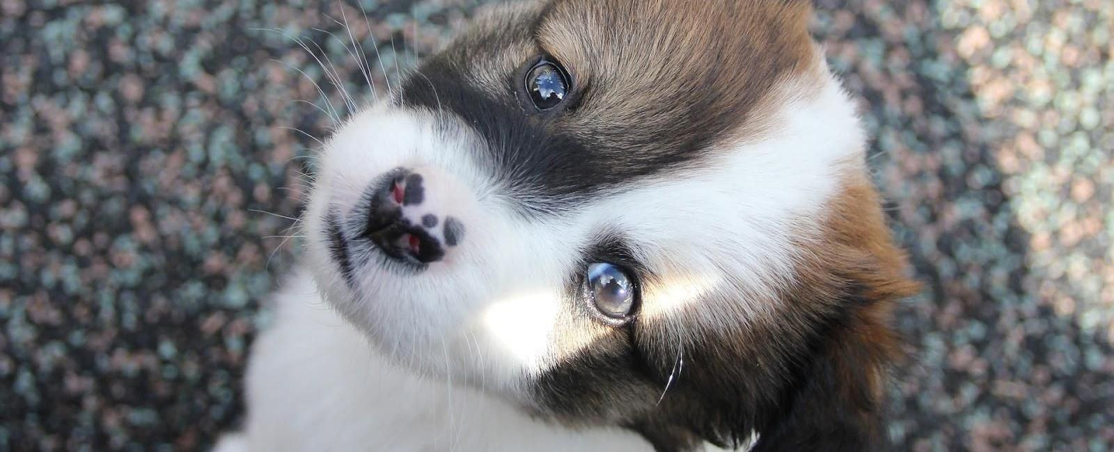 How Much Is A Dog Without Papers at Marjorie Rizzo blog