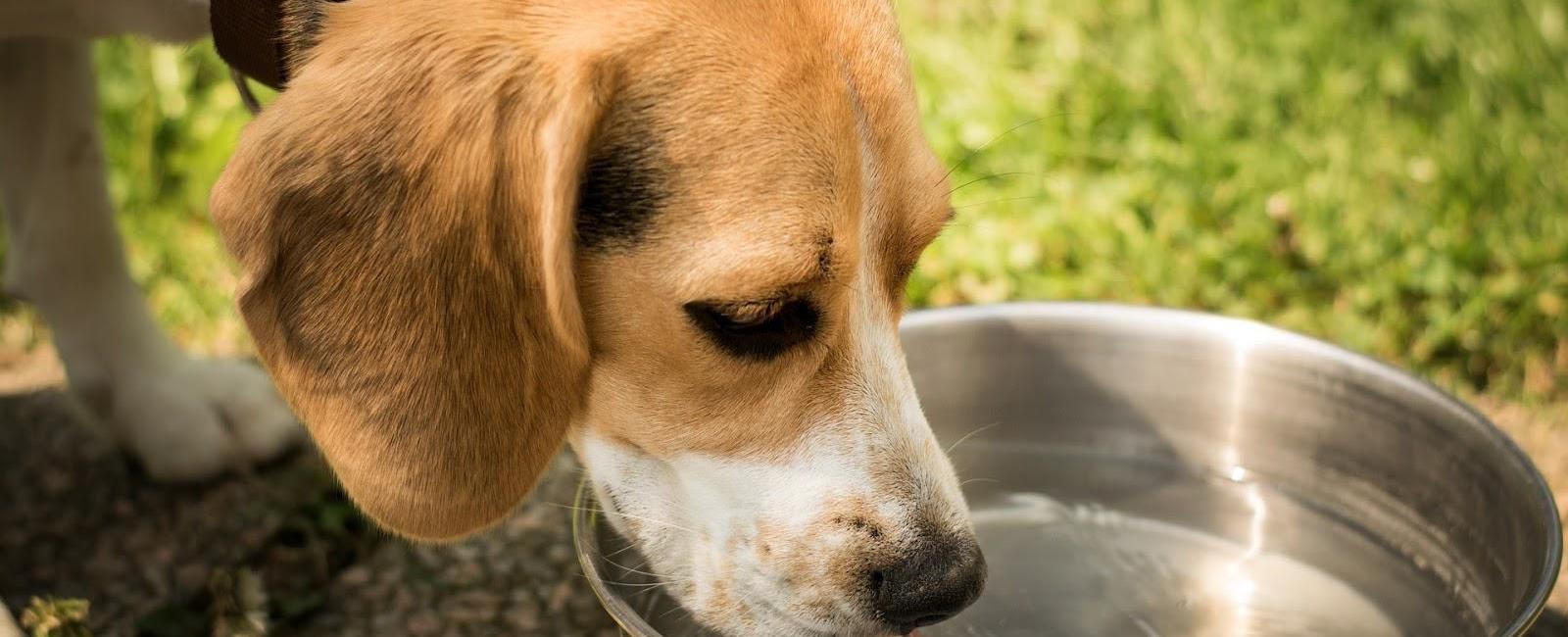 Dog Drinks Water Too Fast? Here’s How to Slow Them down a Bit Woof