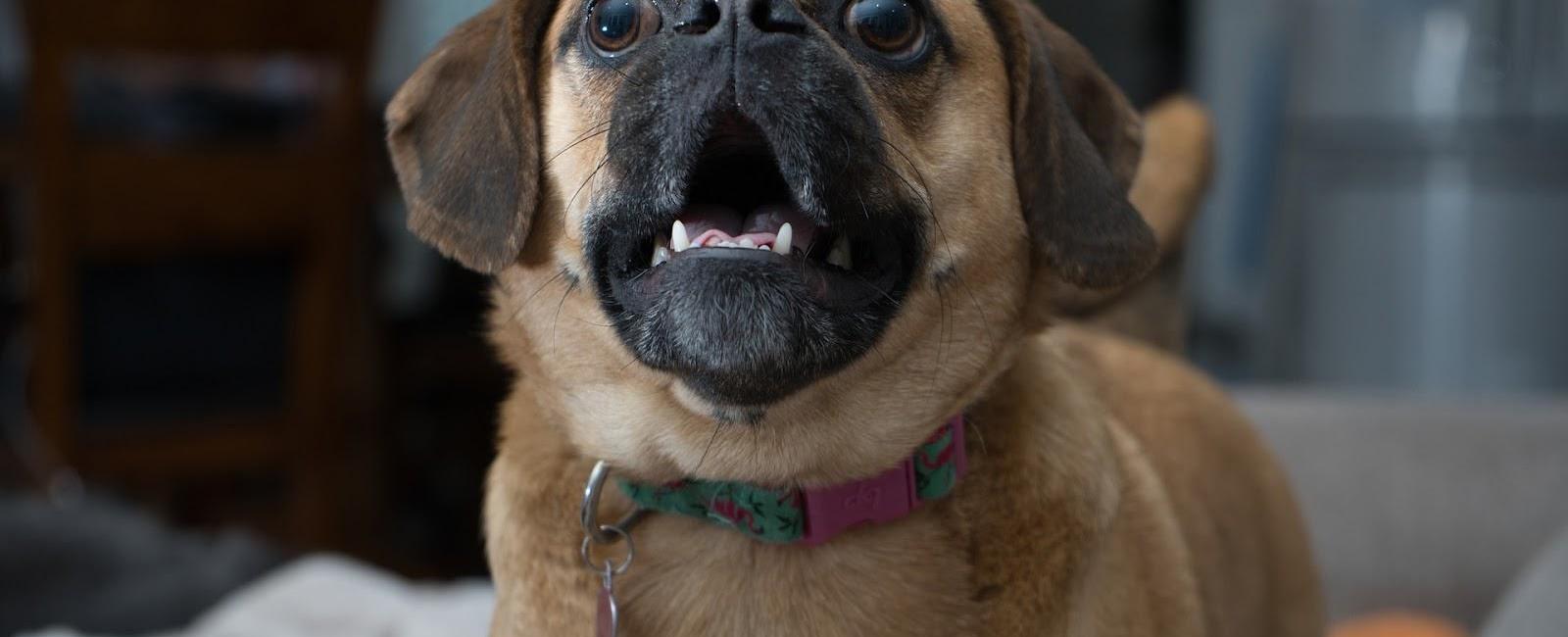 Stop the Bark Why Do Some Dogs Seemingly Bark at Every Noise? Woof & Beyond