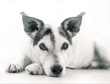 Is Lying Down to Eat a Cause for Concern in Dogs? What You Need to Know
