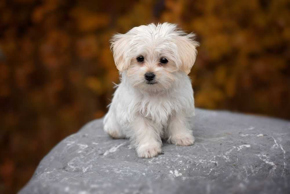 An adorable Maltese.