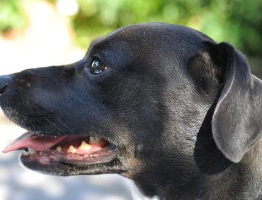 The Best Time to Spay a Dog: Before or After First Heat?