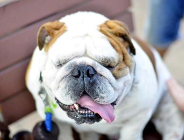 Dog Looks Like They Still Have Balls After Being Neutered? Here’s Why