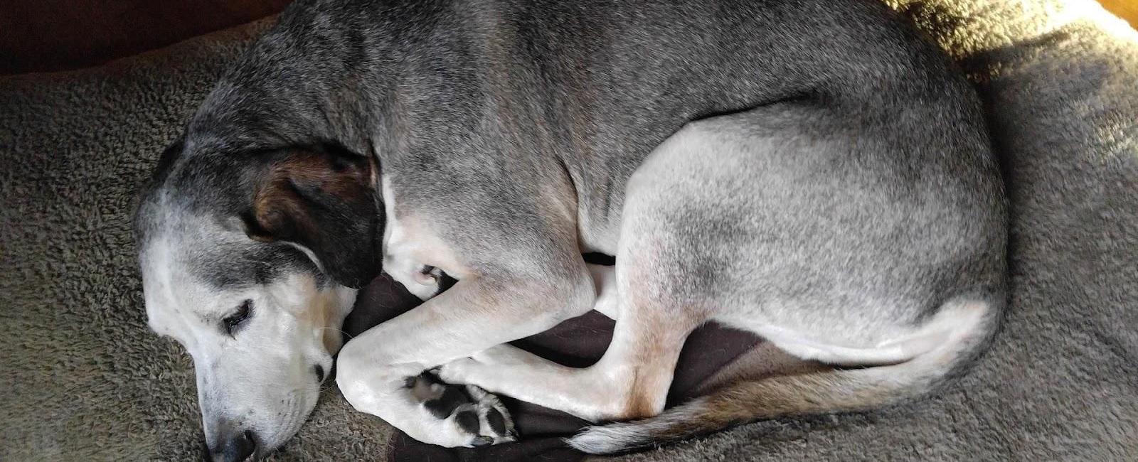 Female Dog Refuses to Breed? Here's Why & What to Do