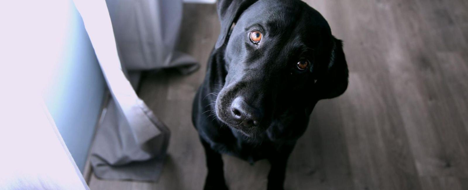 Dog Refusing to Eat but Still Acting Normal? Here’s What It Means