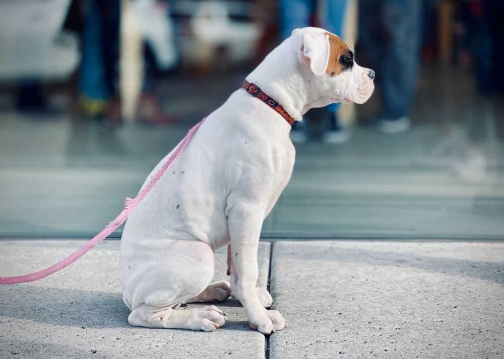 dog1