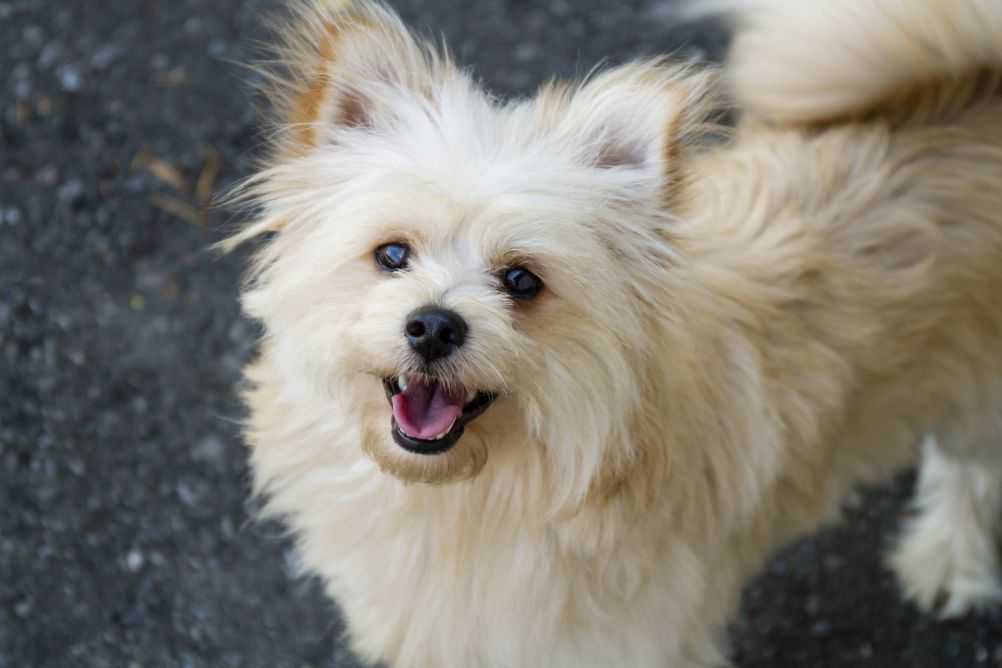 Pomeranian and Poodle mix.