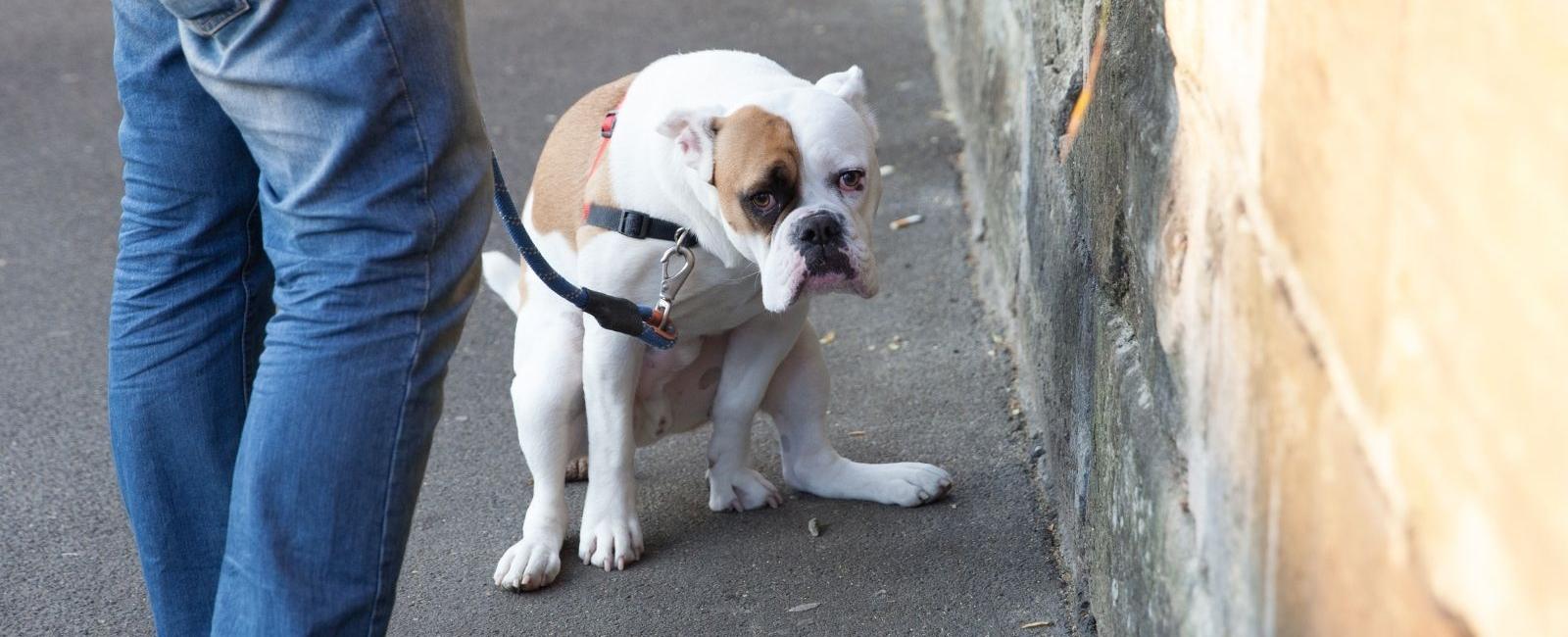 How Long Does It Take Dogs to Poop After Eating? | Woof & Beyond