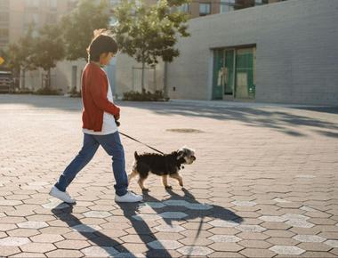 Neutering & Spaying: How Soon Can You Walk Your Dog Again?
