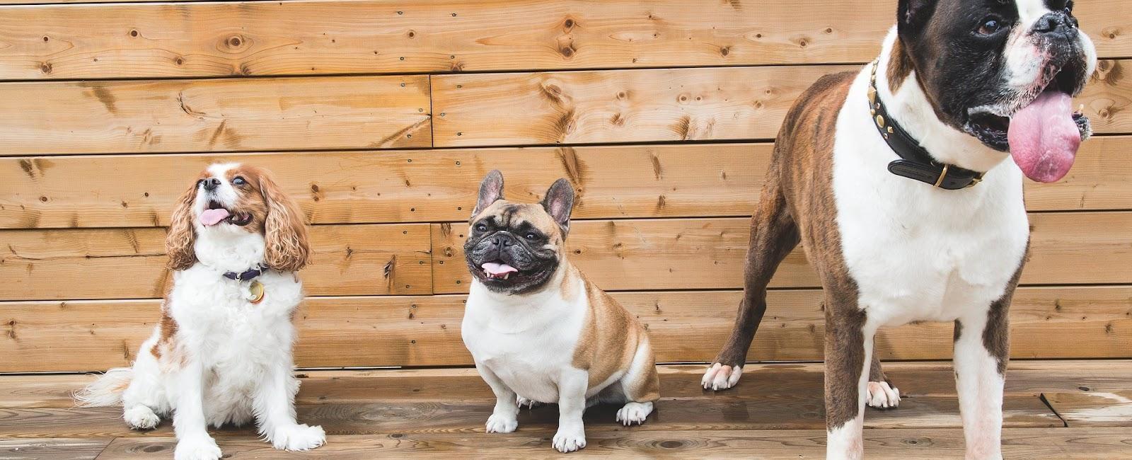 How to Stop a Dog From Urinating in the House The Definitive Guide