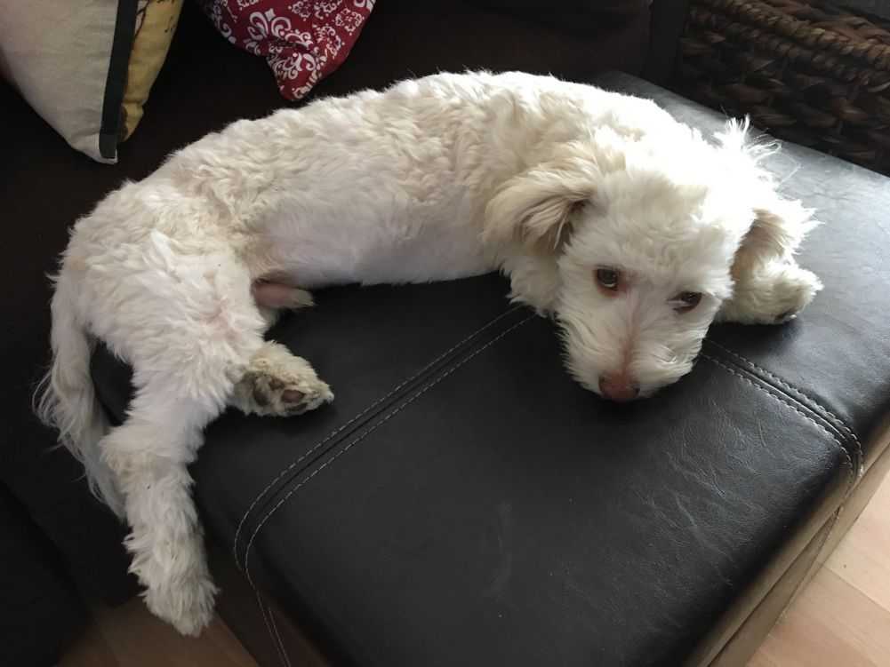 Havanese and Poodle mix. Credit to Isadora Taft (Flickr).