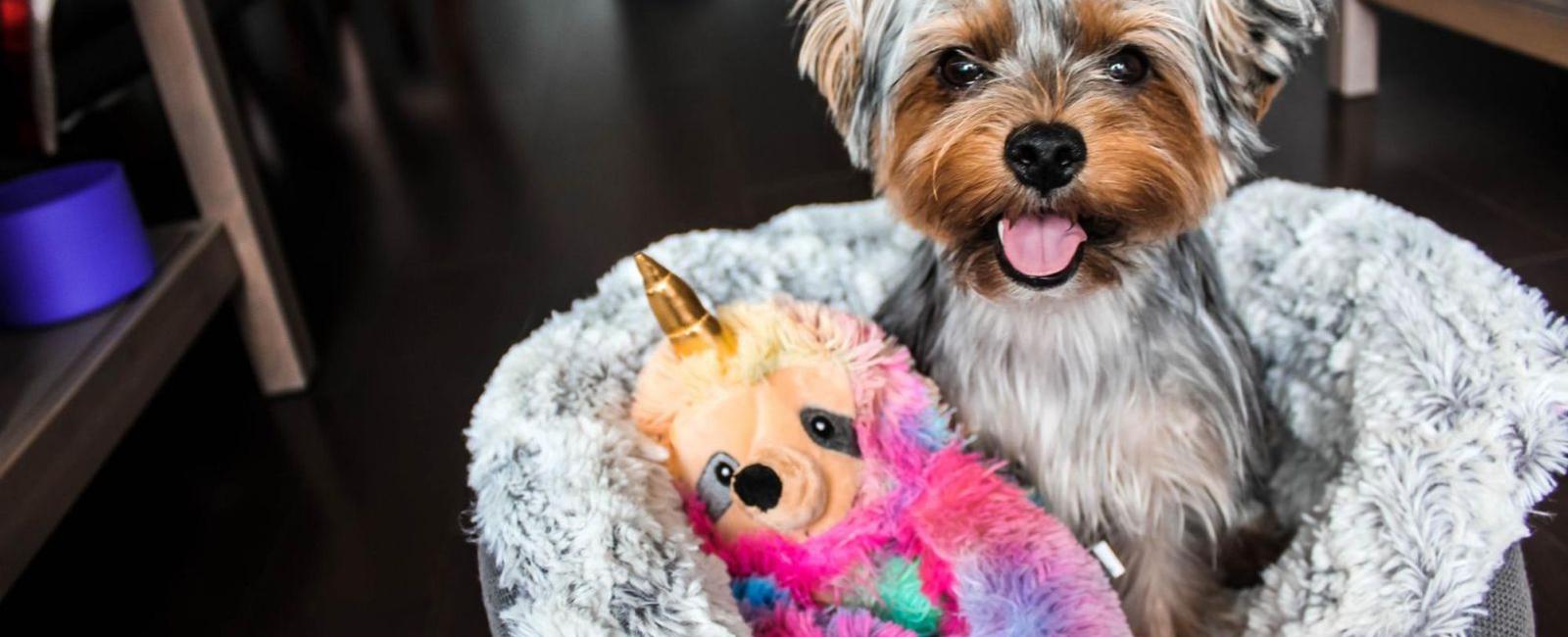 Crate Training Until What Age? Is Your Puppy Ready to Sleep Elsewhere