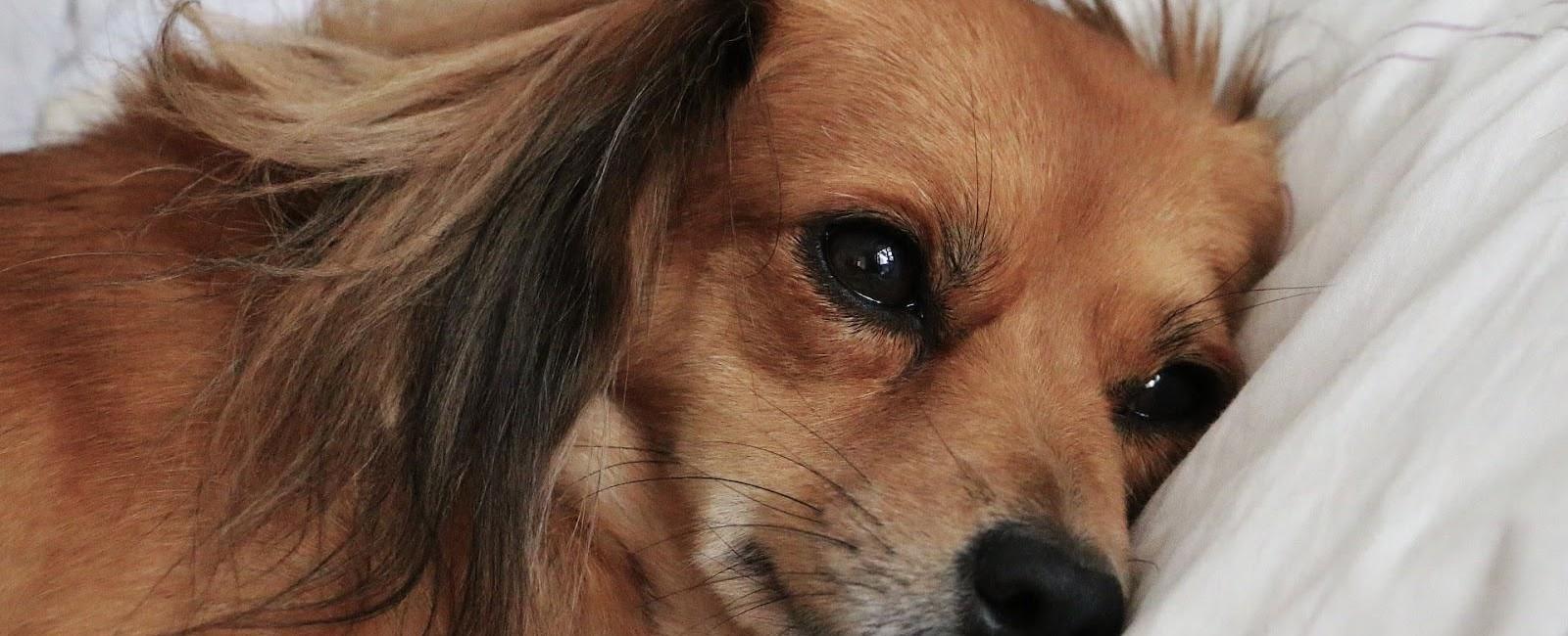 Why Do Dogs Wake up so Easily? Woof & Beyond