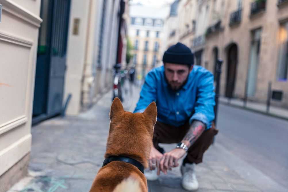 dog back