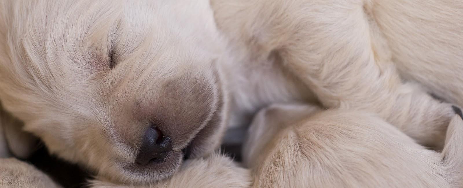 Dog Litters: How Many Litters Can Your Dog Have? | Woof & Beyond