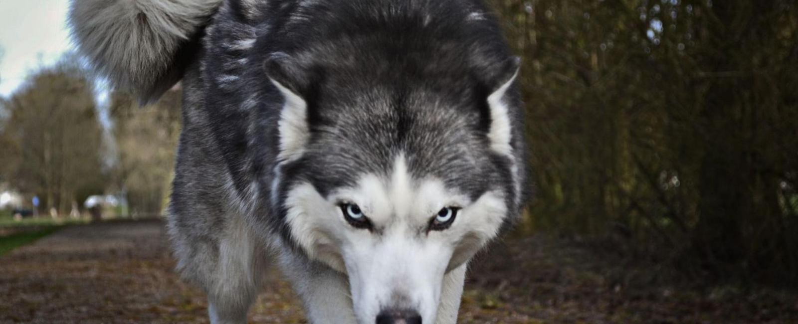 How to Effectively Get a Dog to Release a Bite | Woof & Beyond
