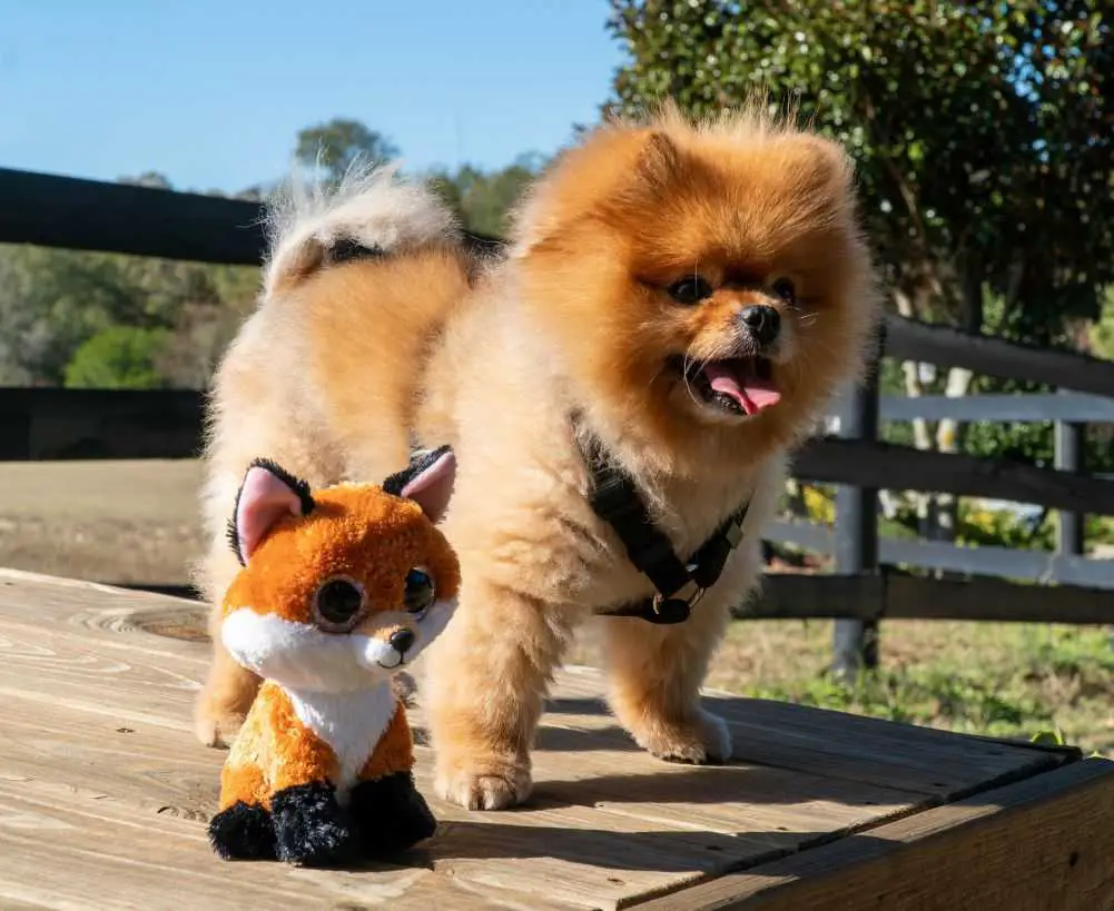 A fluffy Pomeranian.